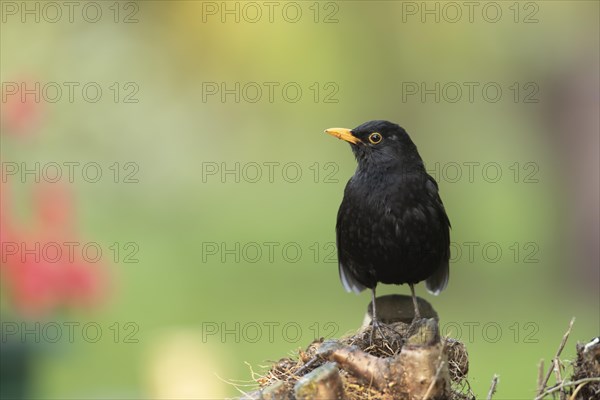 European blackbird