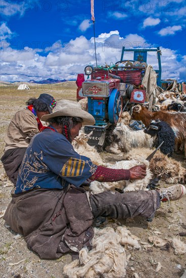 Tibetan shepards shaving sheeps along the road from Tsochen to Lhasa