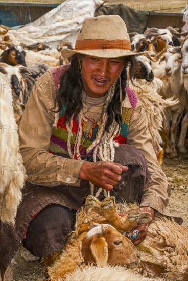 Tibetan shepards shaving sheeps along the road from Tsochen to Lhasa