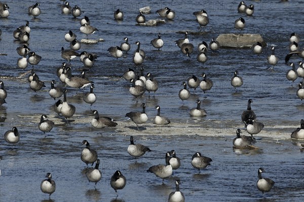 Canada geese in river