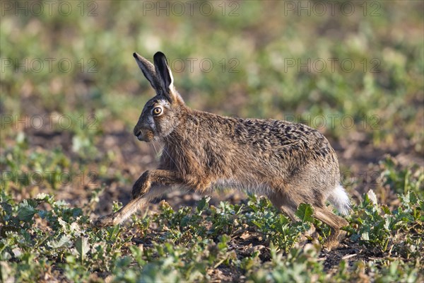 Brown hare