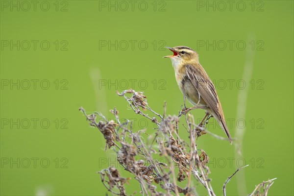 Singing sedge warbler