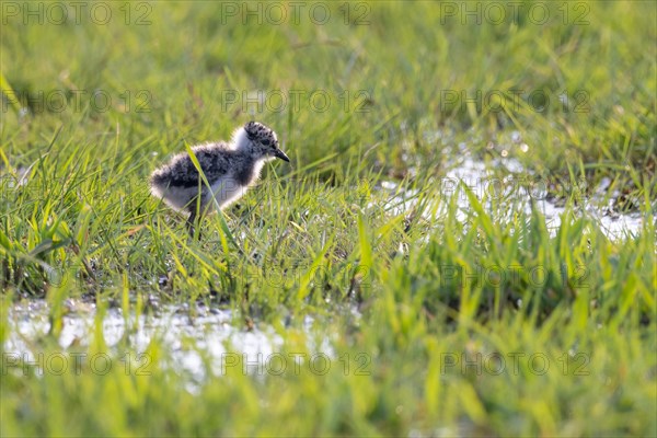 Young northern lapwing