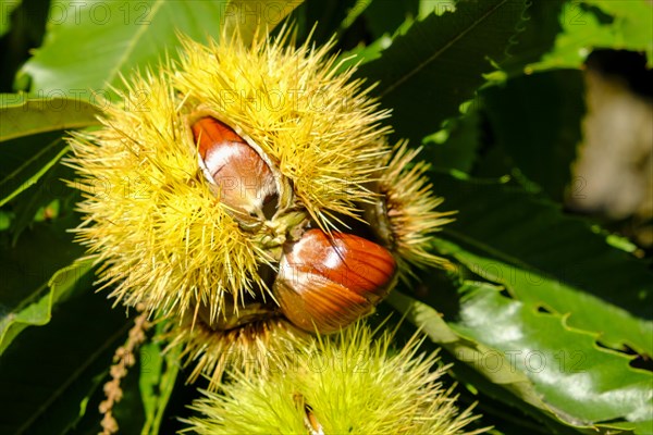 Chestnuts in the shell