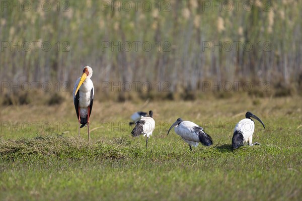 Yellow-billed stork