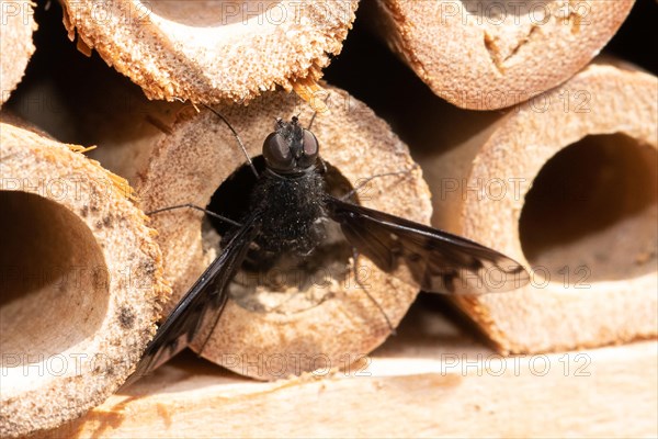 Mourning hoverfly with open wings hanging from nest tube looking up from behind