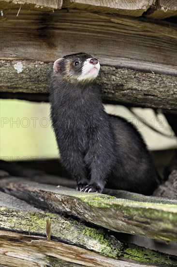 European polecat