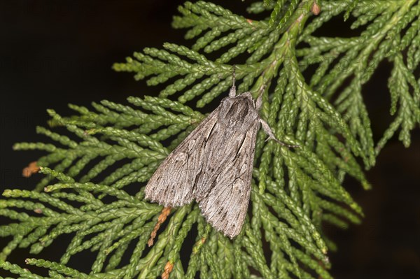 Moth cryphia raptricula