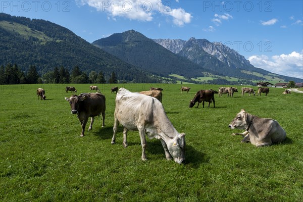 Alpine landscape with cows