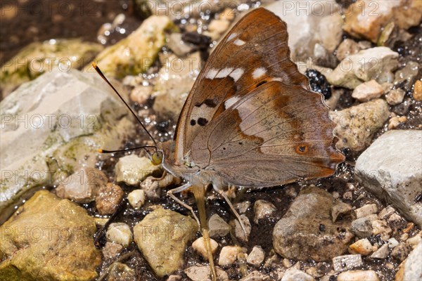 Small Schiller butterfly butterfly with closed wings sitting on ground looking left