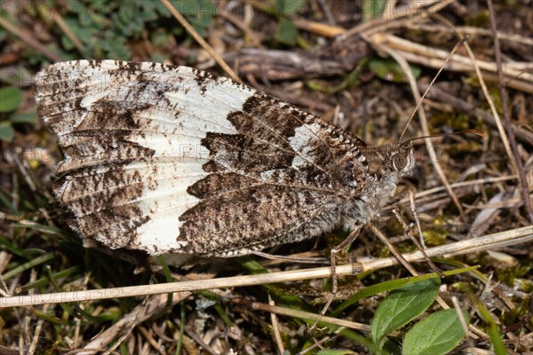 White forest moth butterfly with closed wings sitting on culm seen on right side