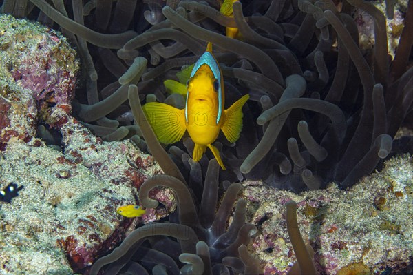 Red sea clownfish