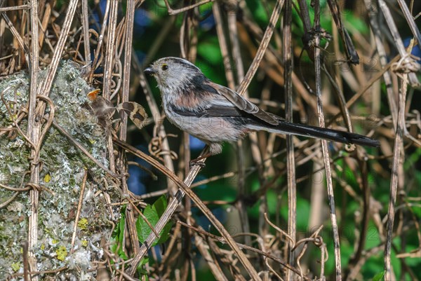 Long-tailed Tit