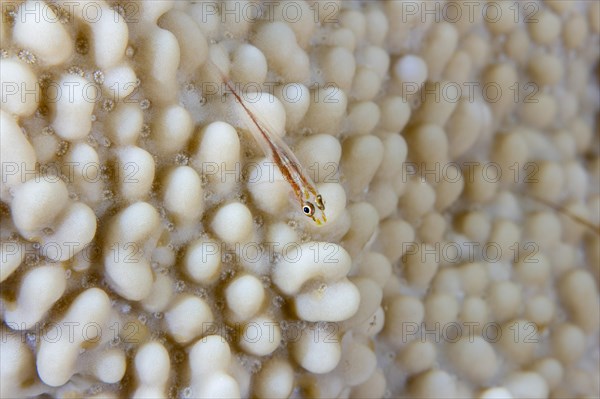 Goby on stone coral