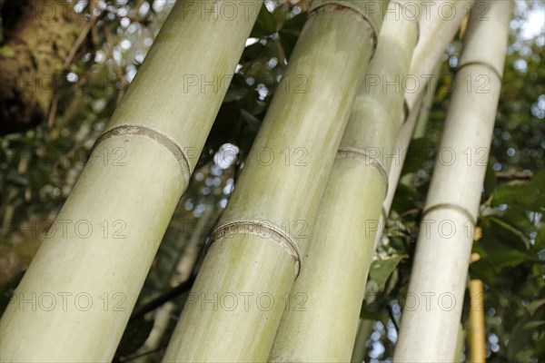 Close-up of bamboo trunks in the Arashiyama bamboo forest in Kyoto