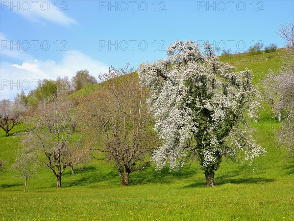 Flowering european pear