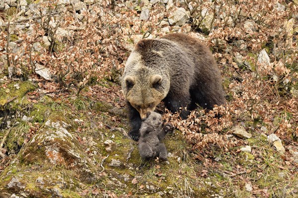 Female brown bear