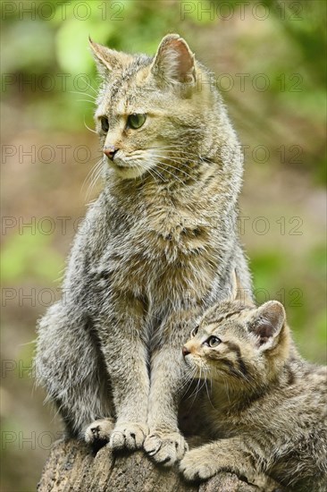 European wildcat