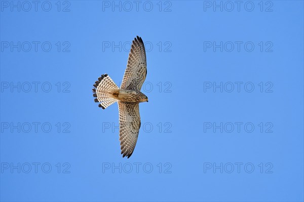 Lesser Kestrel