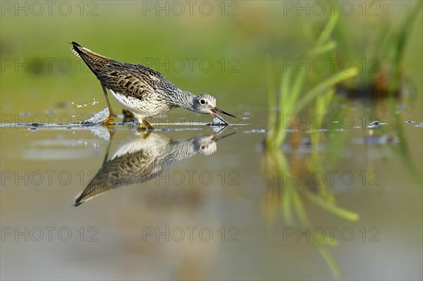 Common greenshank