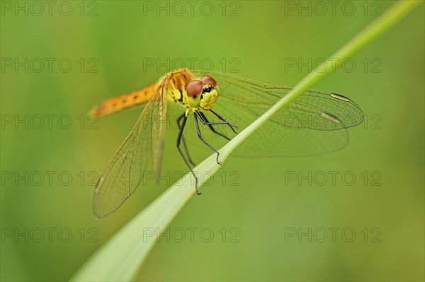 Spotted darter