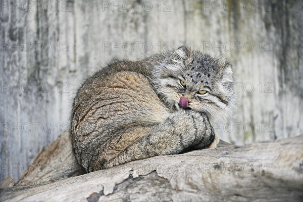 Manul or Pallas' cat