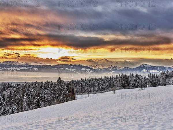 Snowy forest at sunrise behind Rigi