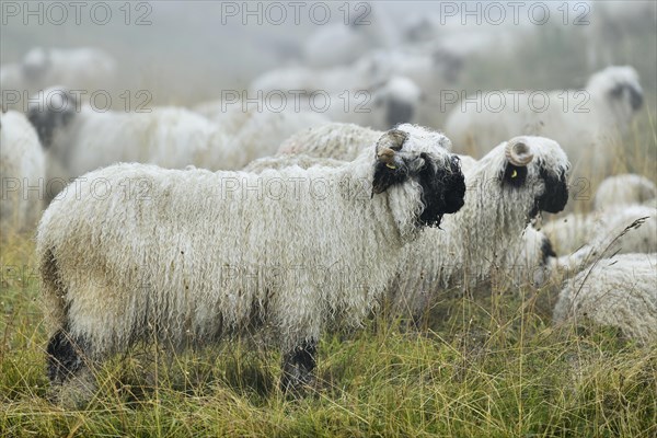 Valais black-nosed domestic sheep