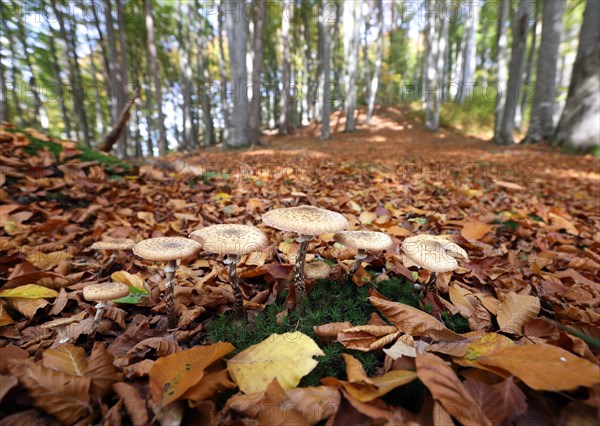 Fungi in an autumnal deciduous forest