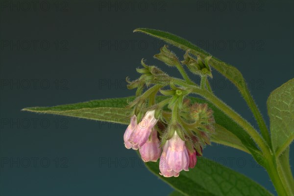 Medicinal plant common comfrey