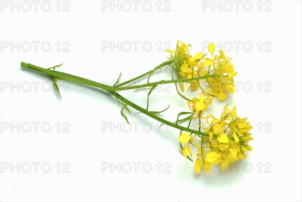 Medicinal plant White mustard