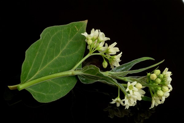 Medicinal plant white swallowwort