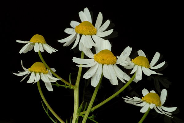 Medicinal plant Chamomile