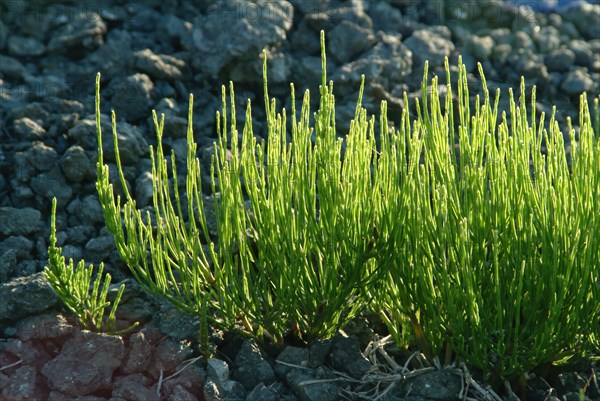 Field horsetail