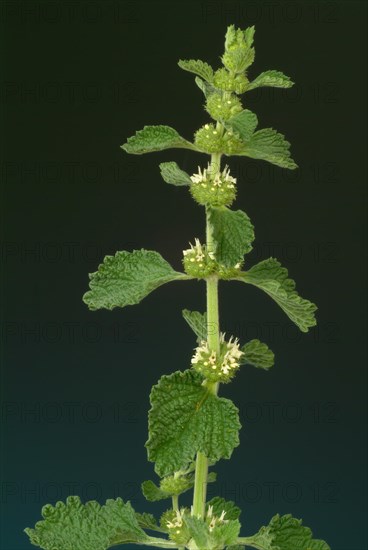 White horehound