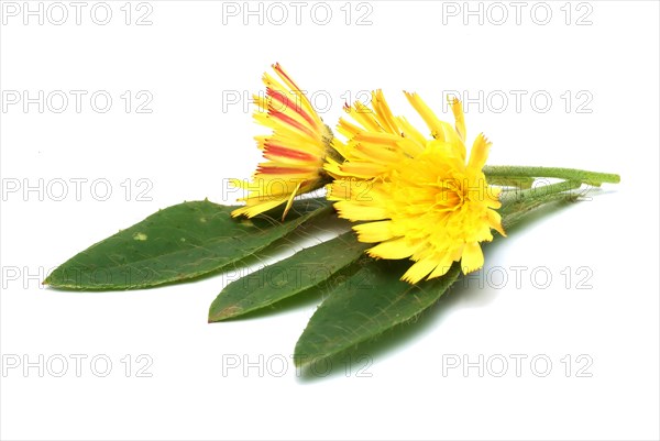 Lesser hawkweed