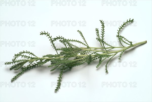 Medicinal plant Holy herb