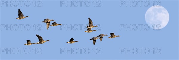 Full moon and flock of white-fronted geese