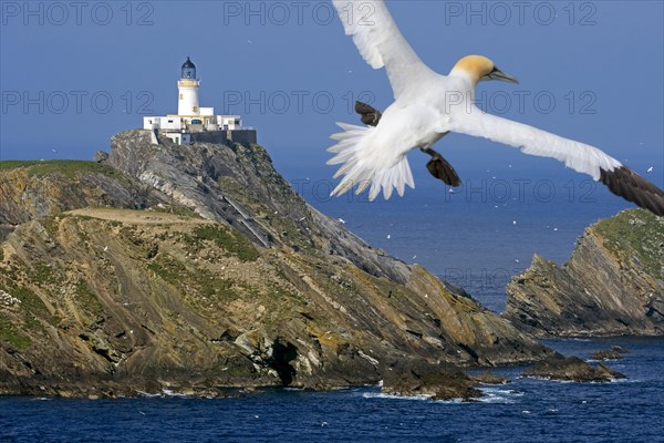 Northern gannet