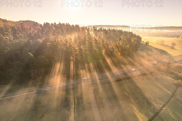 Forest at sunrise with fog