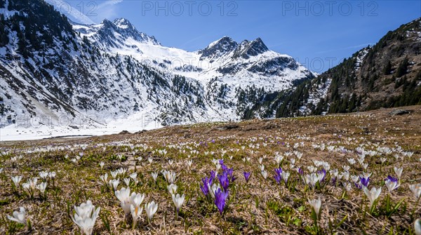 Spring in the mountains