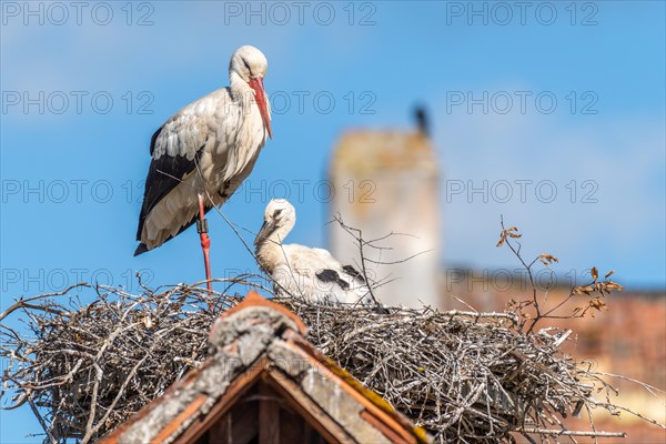 White stork whith chicks on the nest in a village in spring at morning. Alsace