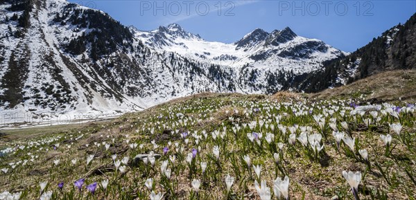 Meadow full of white and purple crocuses