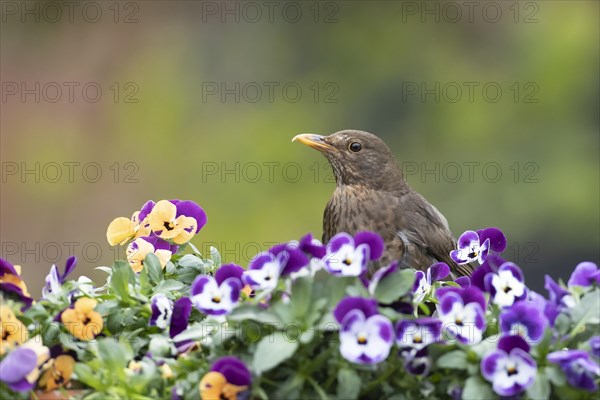 European blackbird