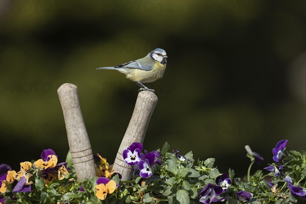 Blue tit