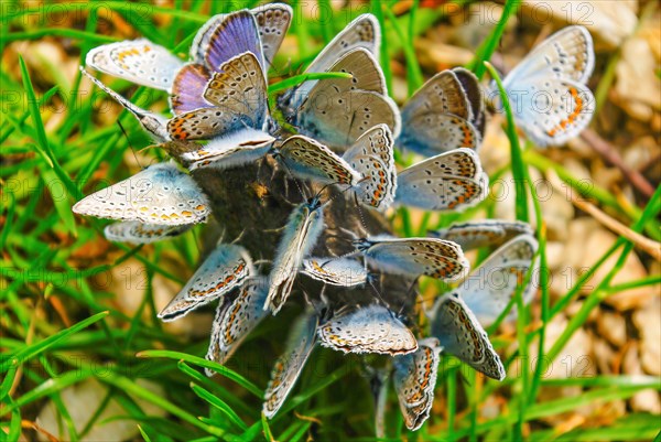 A cluster of blue butterflies