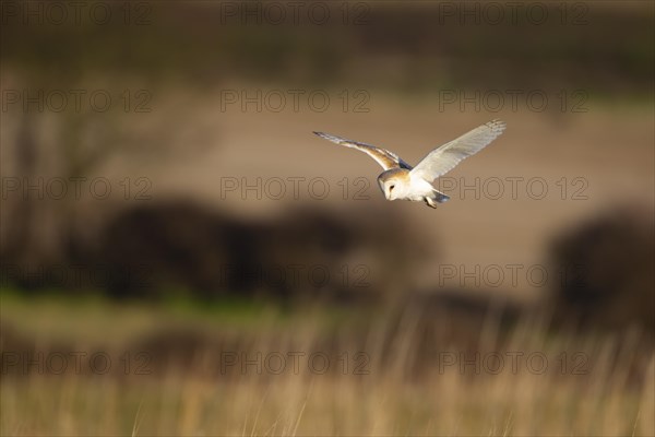 Barn owl