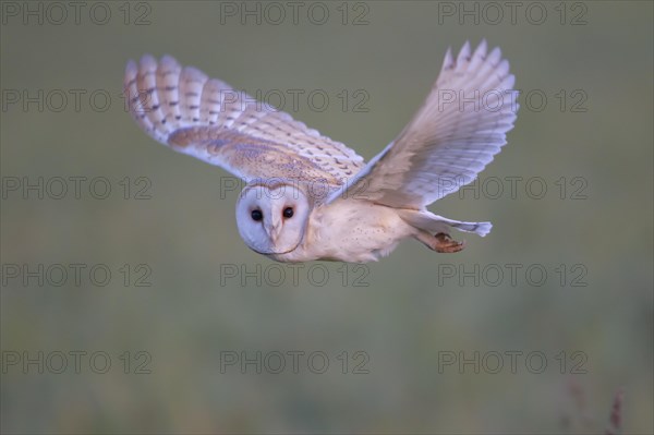 Barn owl