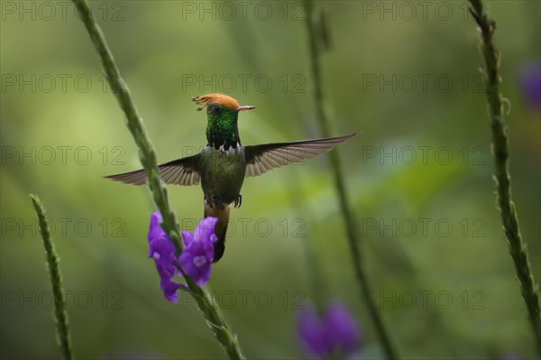 Flying Rufous-crested Coquette