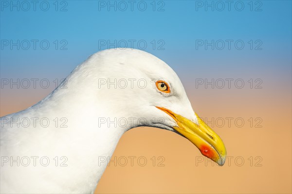 Portrait of a yellow-legged gull